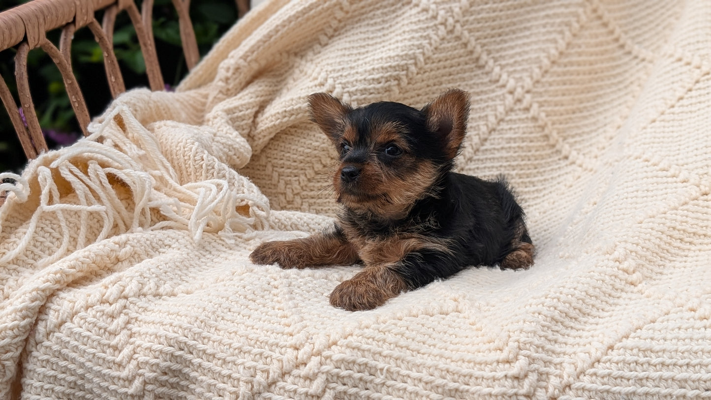 YORKSHIRE TERRIER (MAY 20) FEMALE