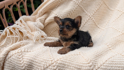 YORKSHIRE TERRIER (MAY 20) FEMALE