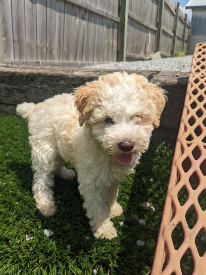 TOY POODLE (03/16) FEMALE