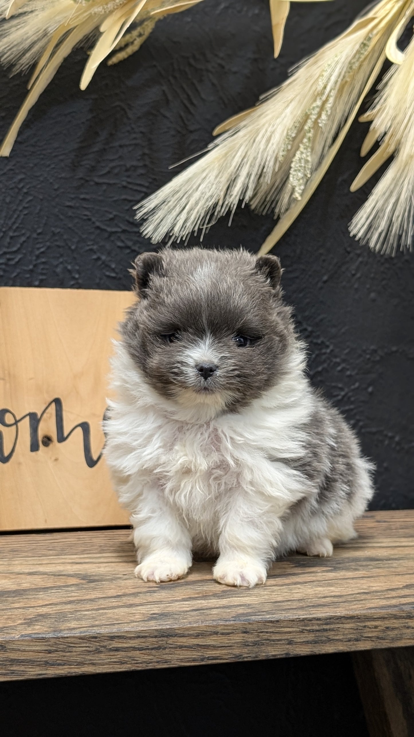 POMERANIAN (NOV 07) MALES