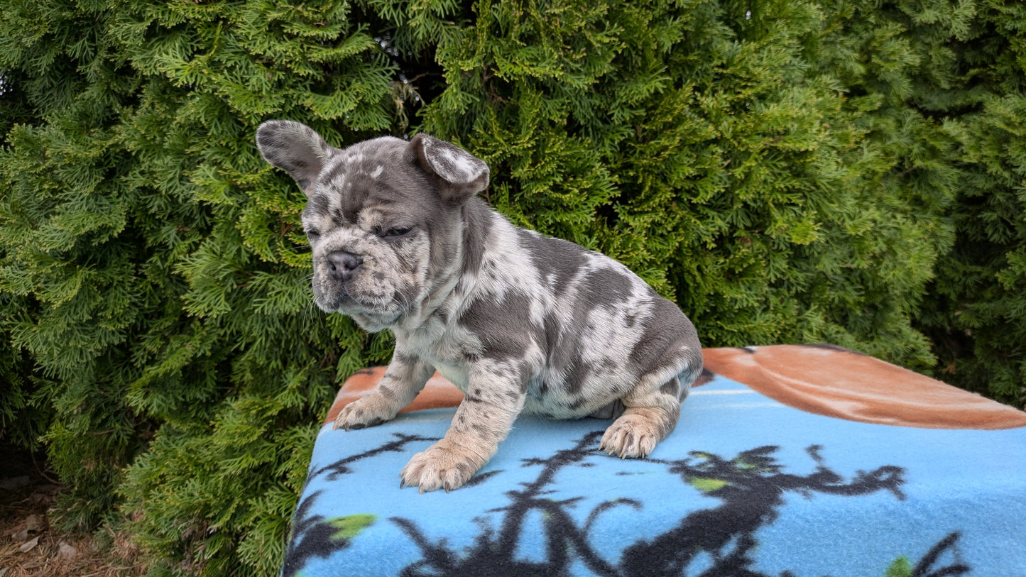 FRENCH BULLDOG (03/04) FEMALE