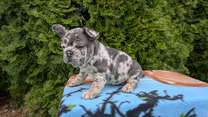 FRENCH BULLDOG (03/04) FEMALE