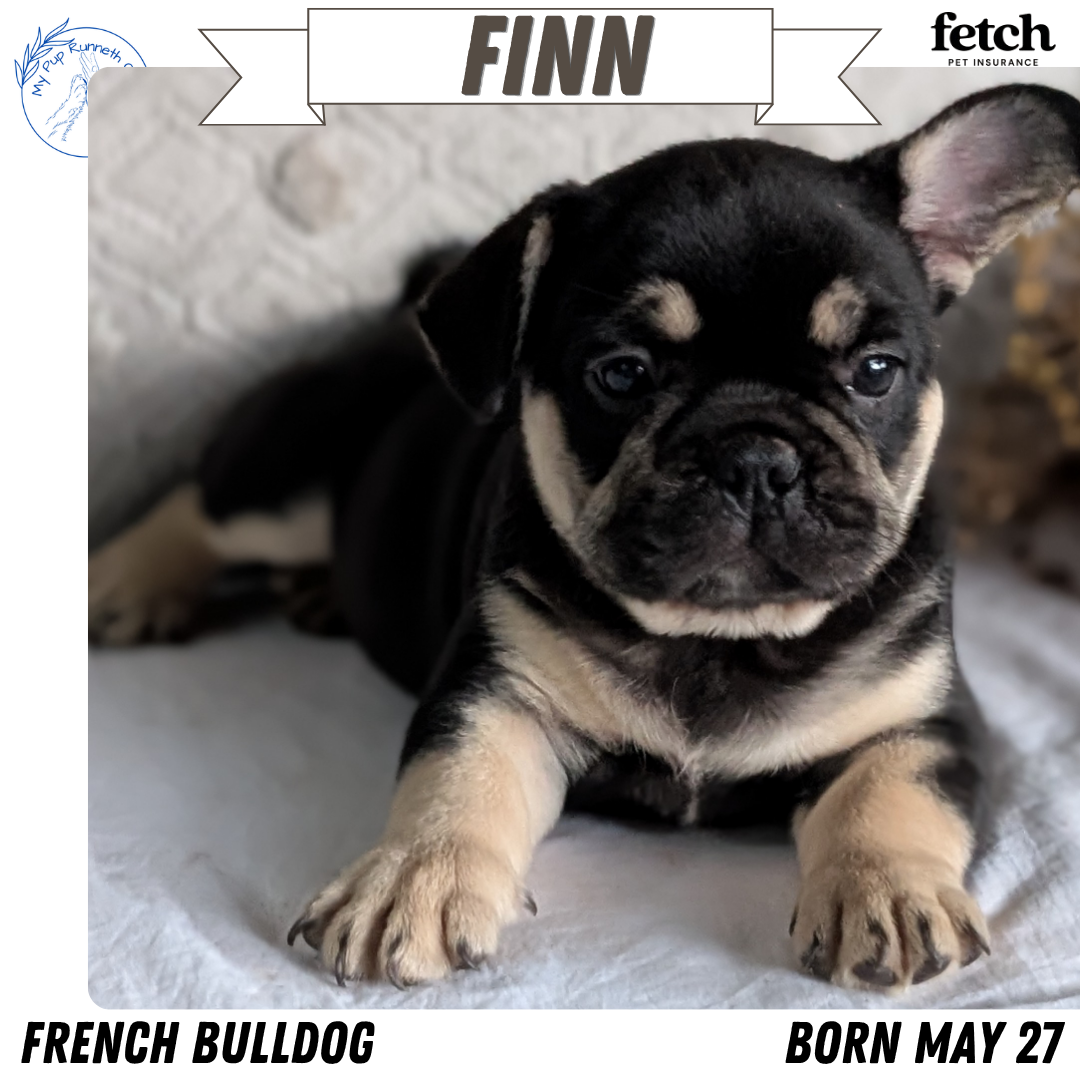 FRENCH BULLDOG (MAY 27) MALES