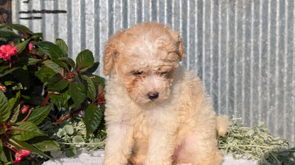TOY POODLE (07/06) FEMALE