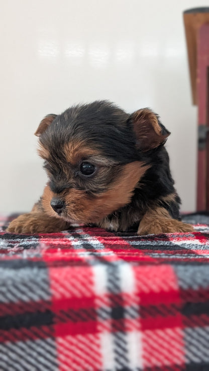 YORKSHIRE TERRIER (DEC 20) FEMALES