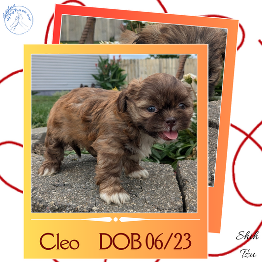 SHIH TZU (06/23) FEMALE