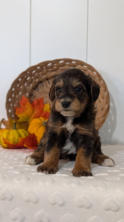 SCHNOODLE (SEP 03) 4 FEMALES/3 MALES