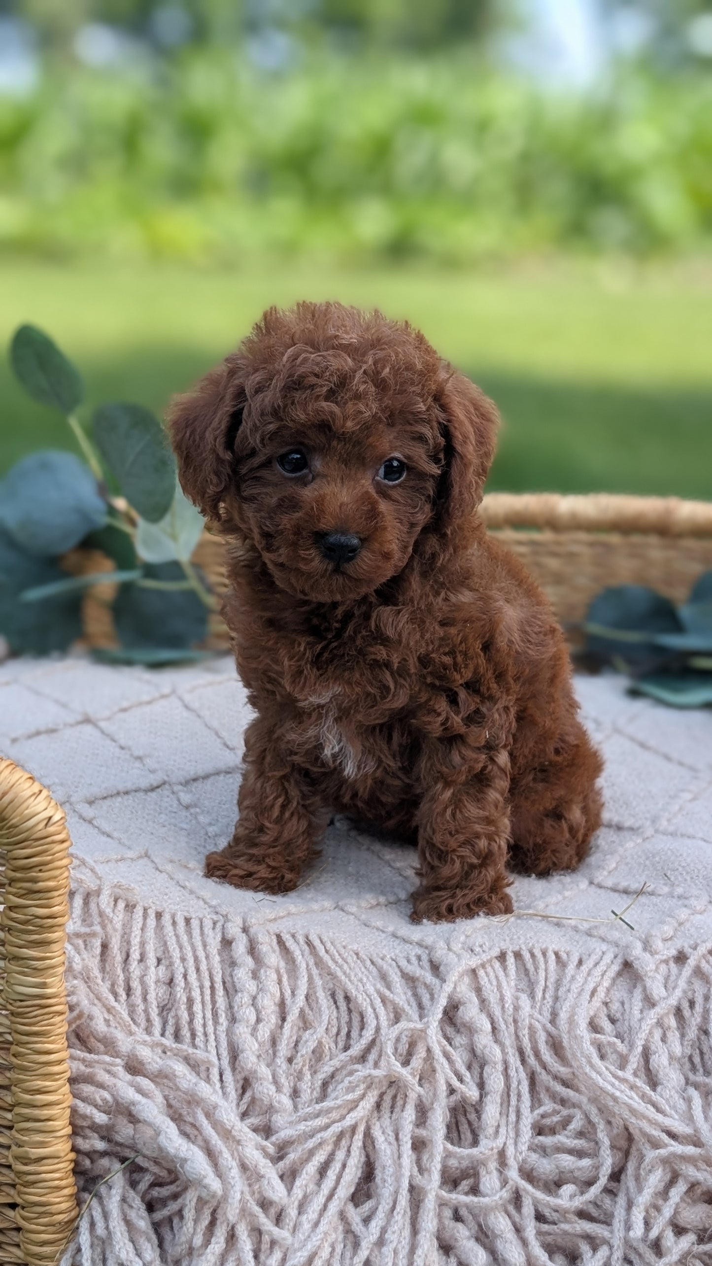MINI POODLE (MAY 20) MALES