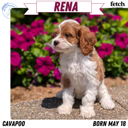 CAVAPOO (MAY 18) FEMALES