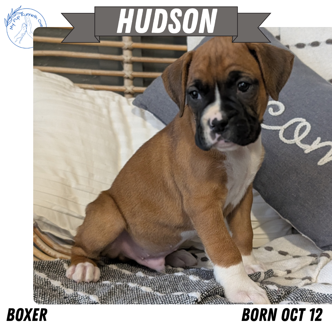 BOXER (OCT 12) MALES