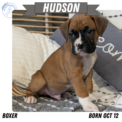BOXER (OCT 12) MALES
