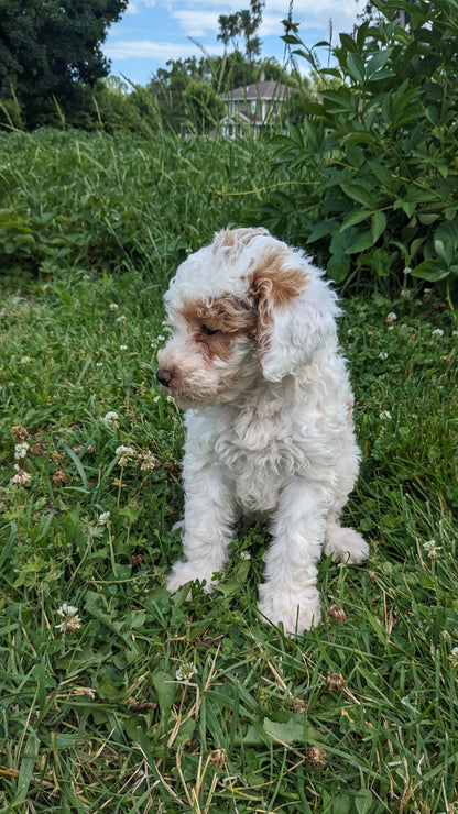 MINI POODLE (04/27) FEMALE