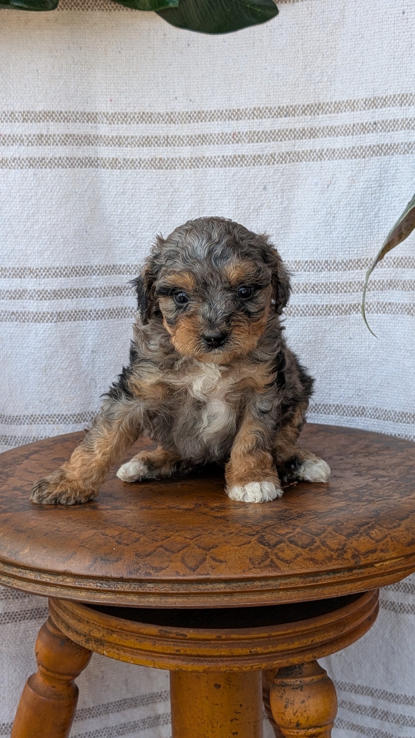 CAVAPOO (MAY 23) FEMALES