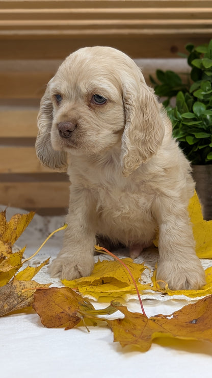 COCKER SPANIEL (09/20) MALE