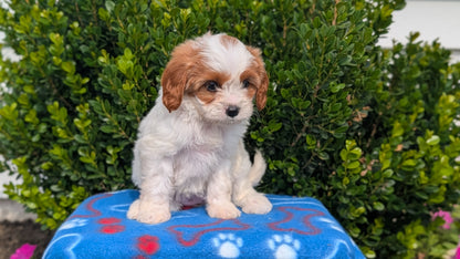 CAVAPOO (MAY 25) FEMALES