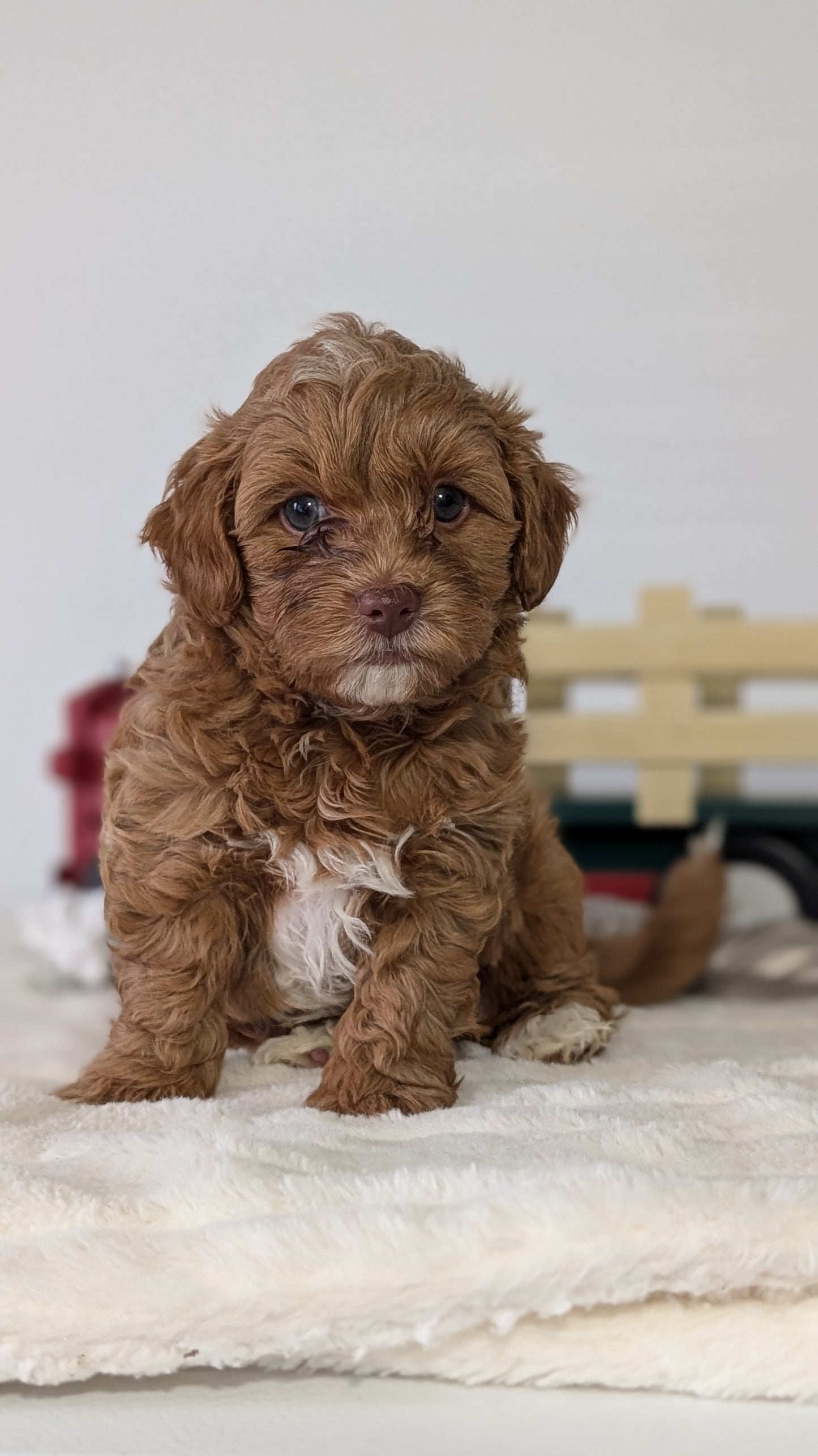 HAVAPOO (NOV 27) MALE