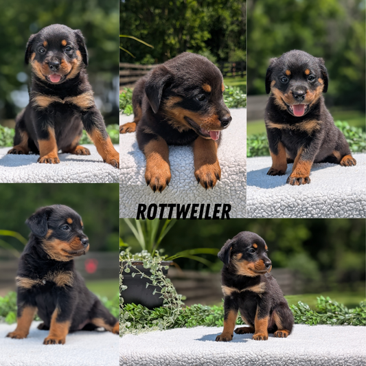 ROTTWEILER (05/28) FEMALE
