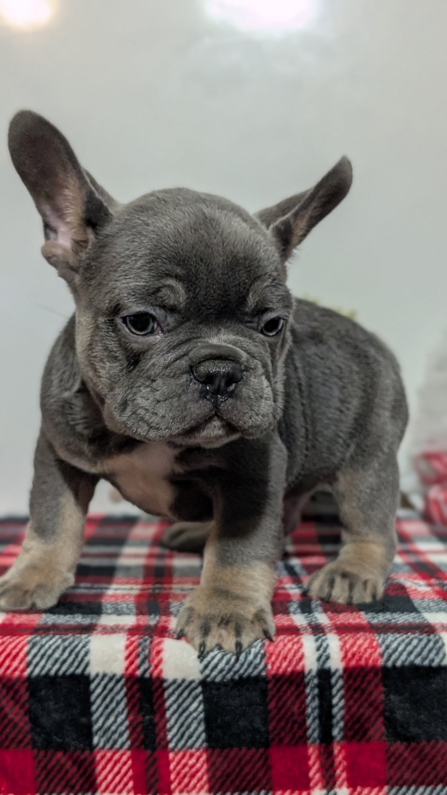 FRENCH BULLDOG (OCT 03) MALES