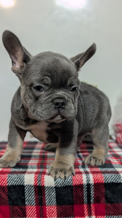 FRENCH BULLDOG (OCT 03) MALES