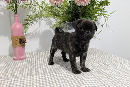 PUG (02/04) FEMALE