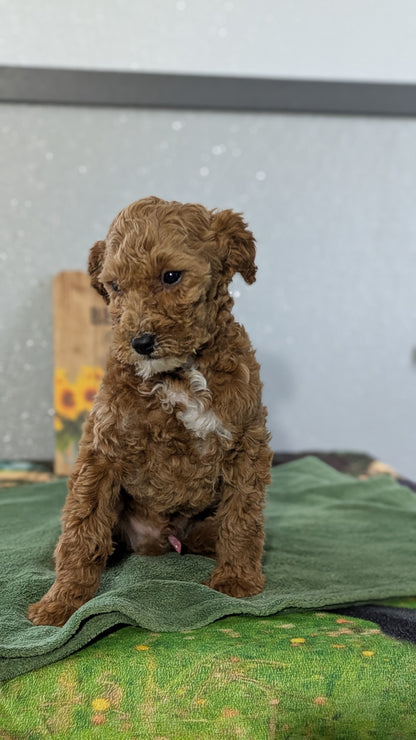 MINI GOLDENDOODLE (12/09) MALE