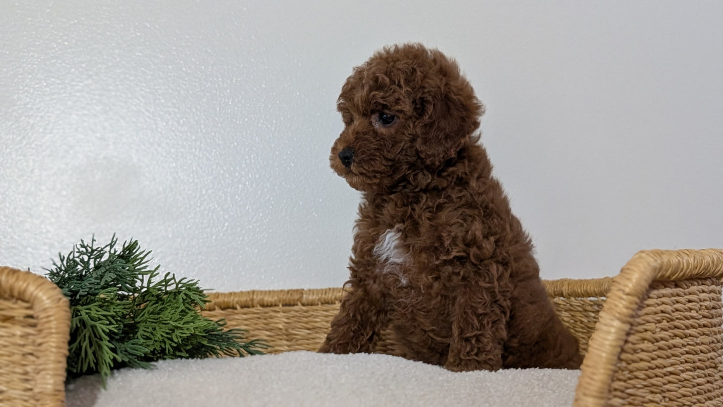 MINI POODLE (NOV 14) MALES