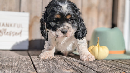 COCKER SPANIEL (09/19) MALE