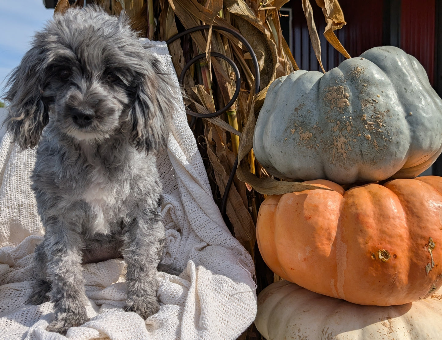 COCKAPOO (05/02) FEMALE
