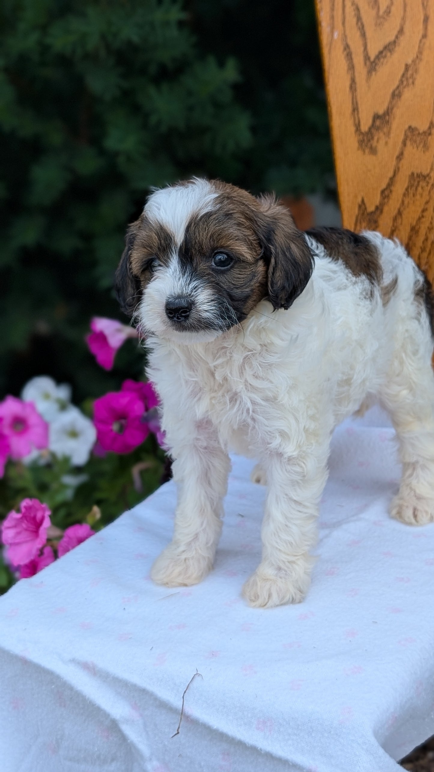 MALTIPOO (JUN 11) FEMALE