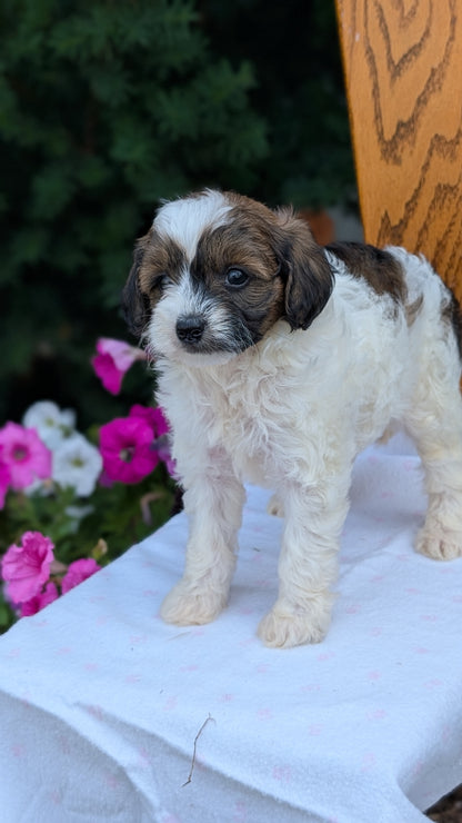 MALTIPOO (JUN 11) FEMALE