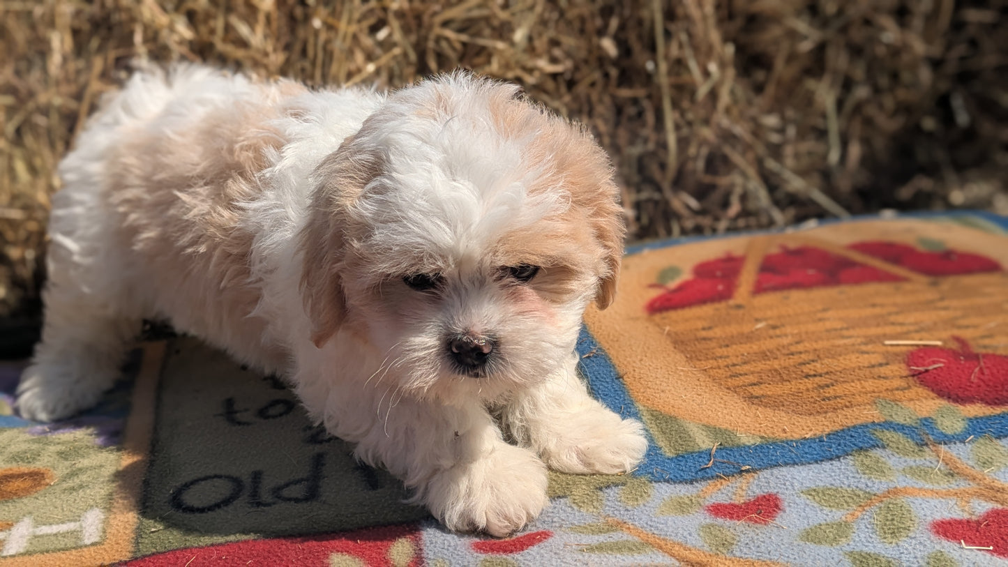 TEDDY BEAR (02/18) FEMALE