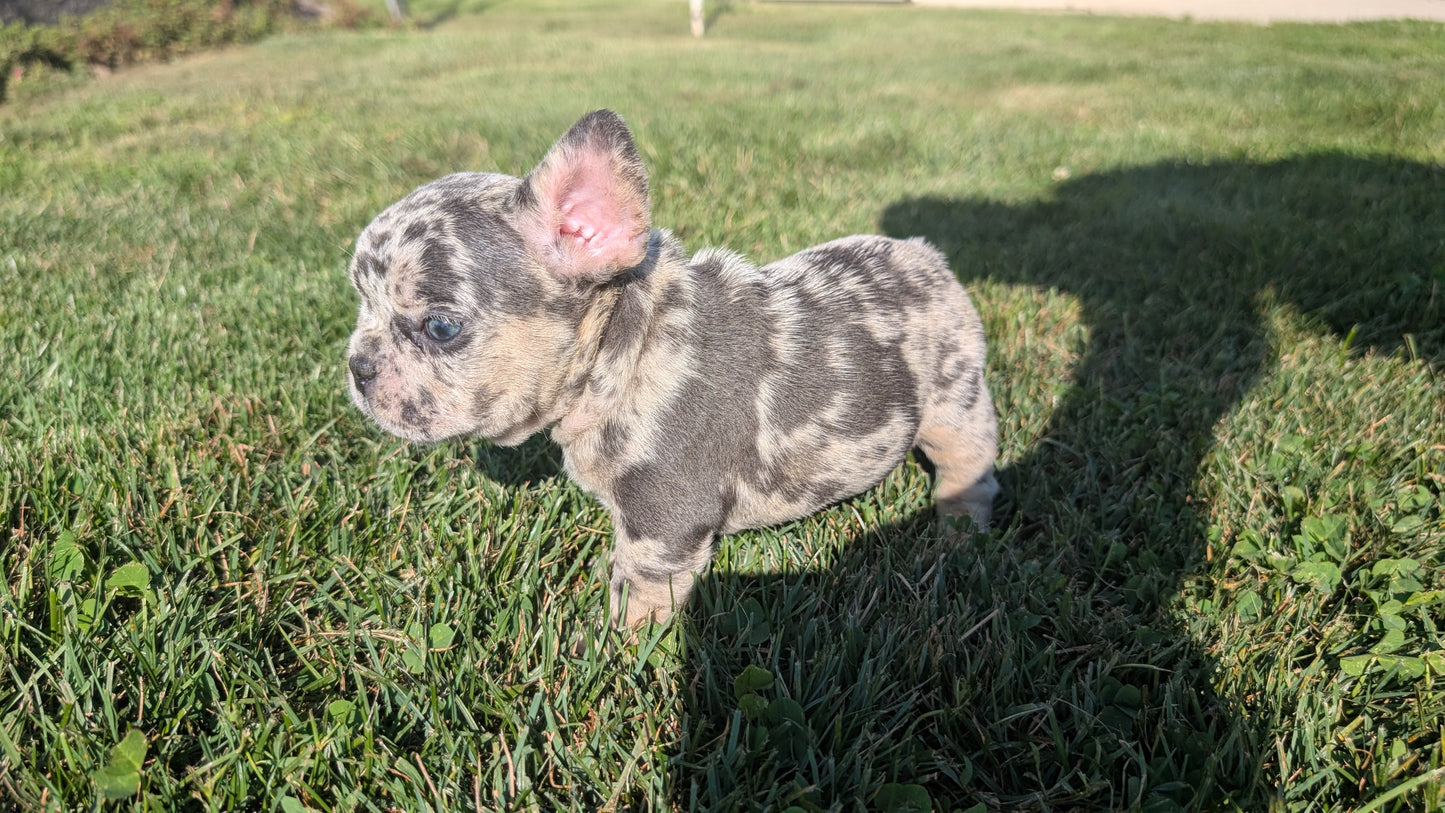 FRENCH BULLDOG (07/03) MALE