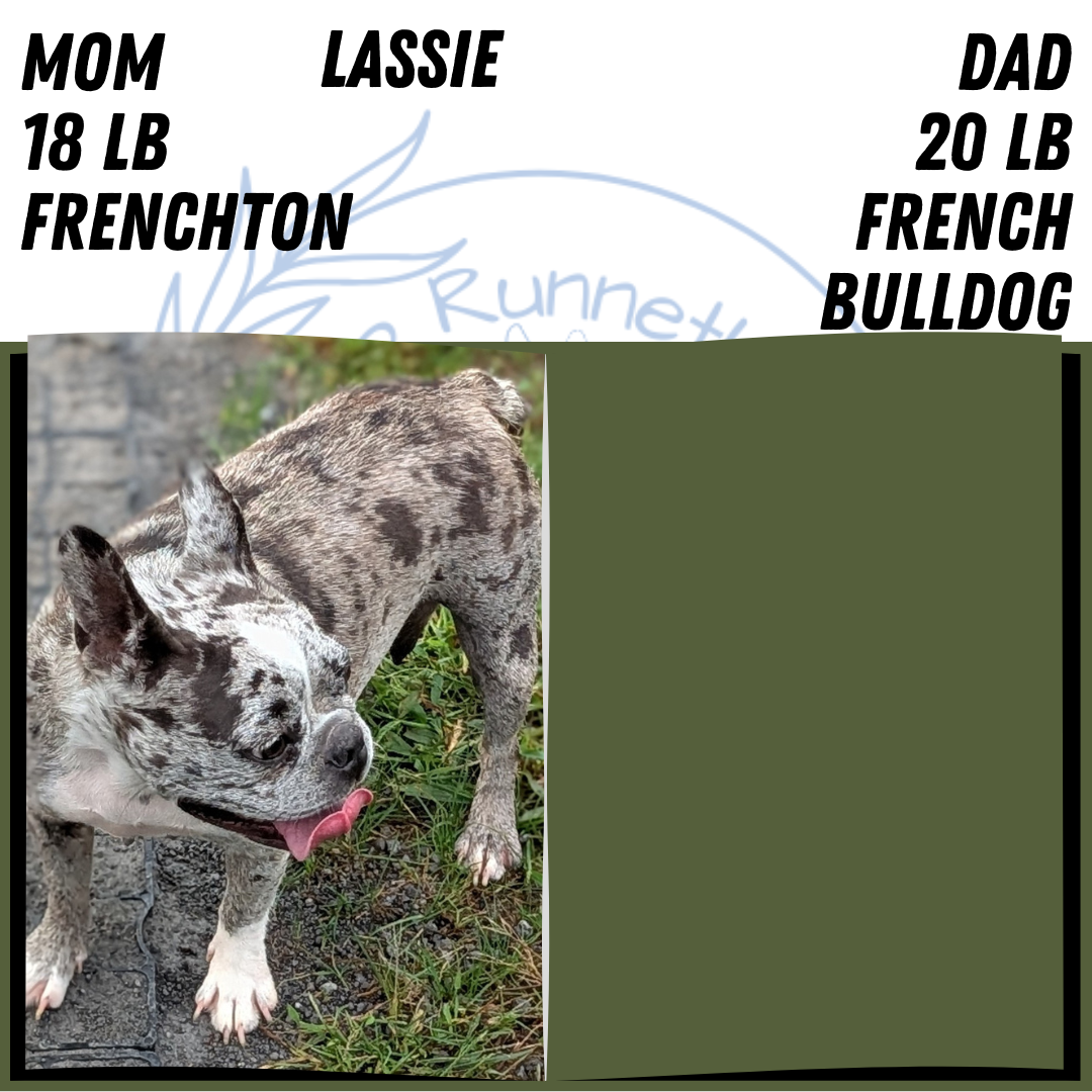 FRENCHTON (JUL 24) 1 FEMALE/1 MALE