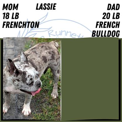 FRENCHTON (JUL 24) 1 FEMALE/1 MALE