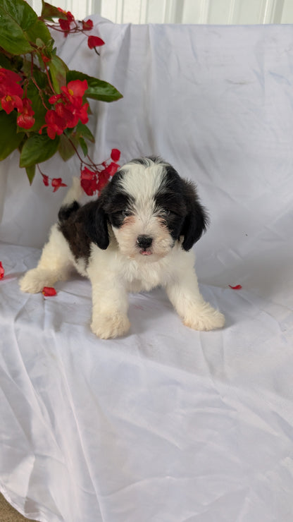 TEDDY BEAR (06/29) MALE