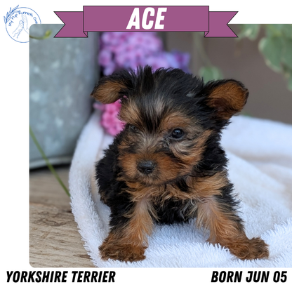 YORKSHIRE TERRIER (06/05) MALE