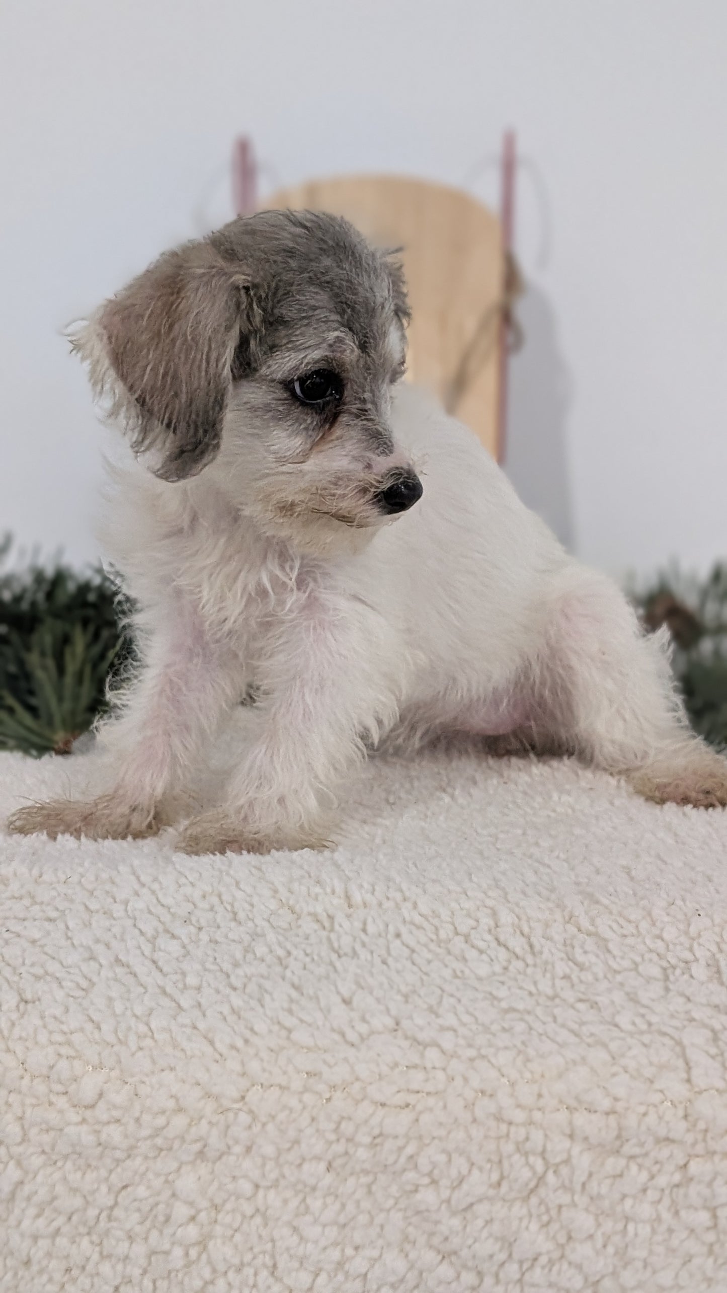 SCHNOODLE (09/20) FEMALE