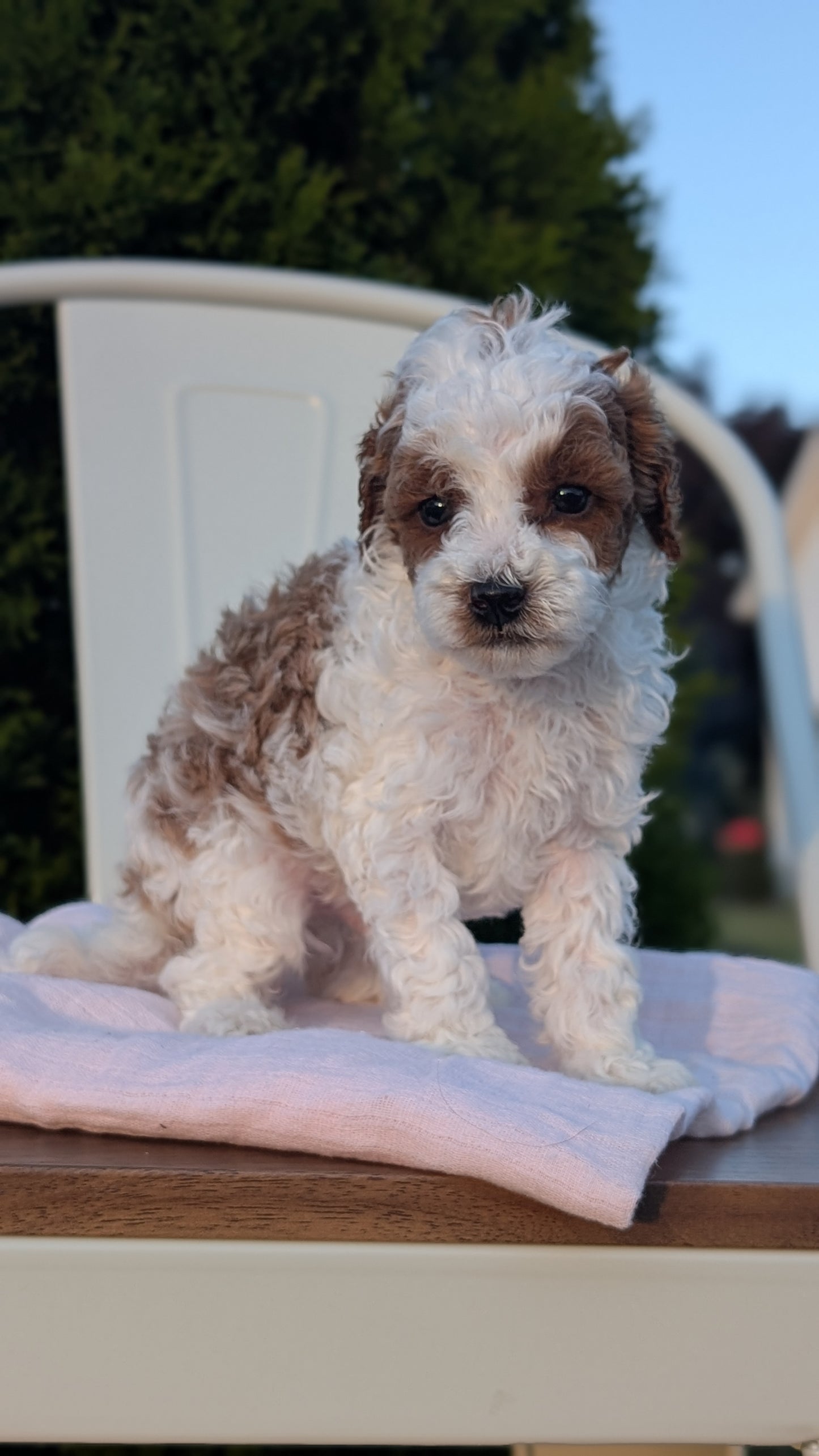 MINI POODLE (MAY 12) MALES