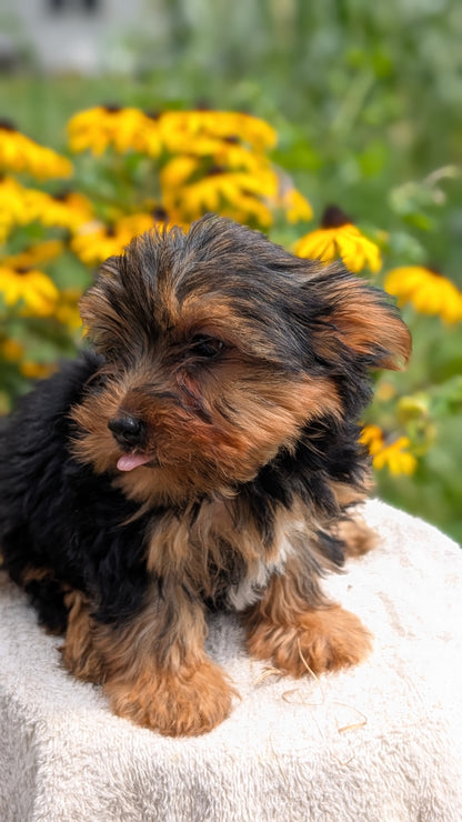 YORKSHIRE TERRIER (05/23) MALE