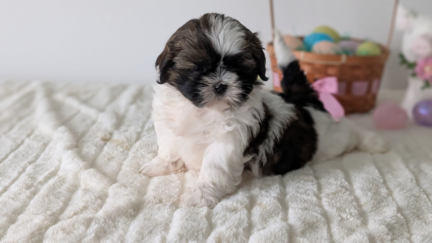 SHIH TZU (FEB 10) FEMALES