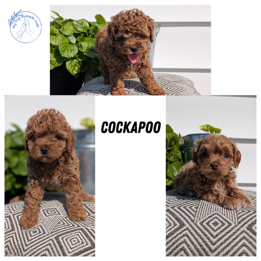 COCKAPOO (08/03) FEMALE