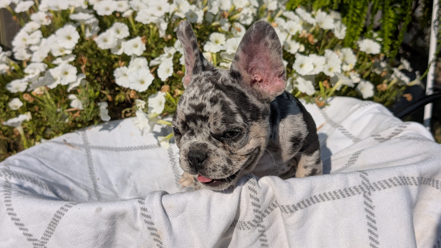 FRENCH BULLDOG (07/03) MALE