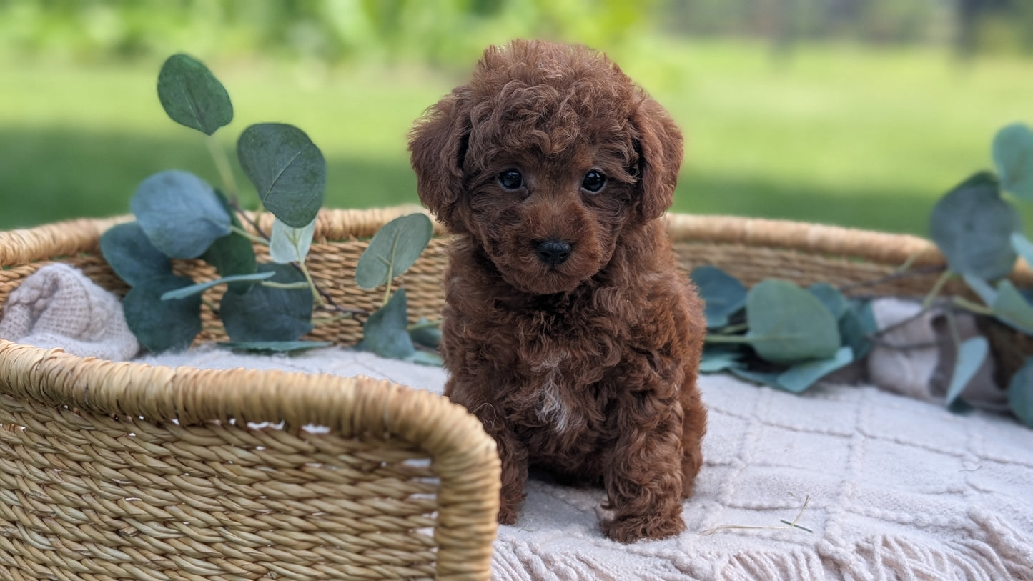 MINI POODLE (MAY 20) MALES