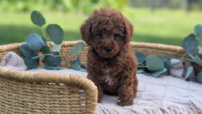 MINI POODLE (MAY 20) MALES