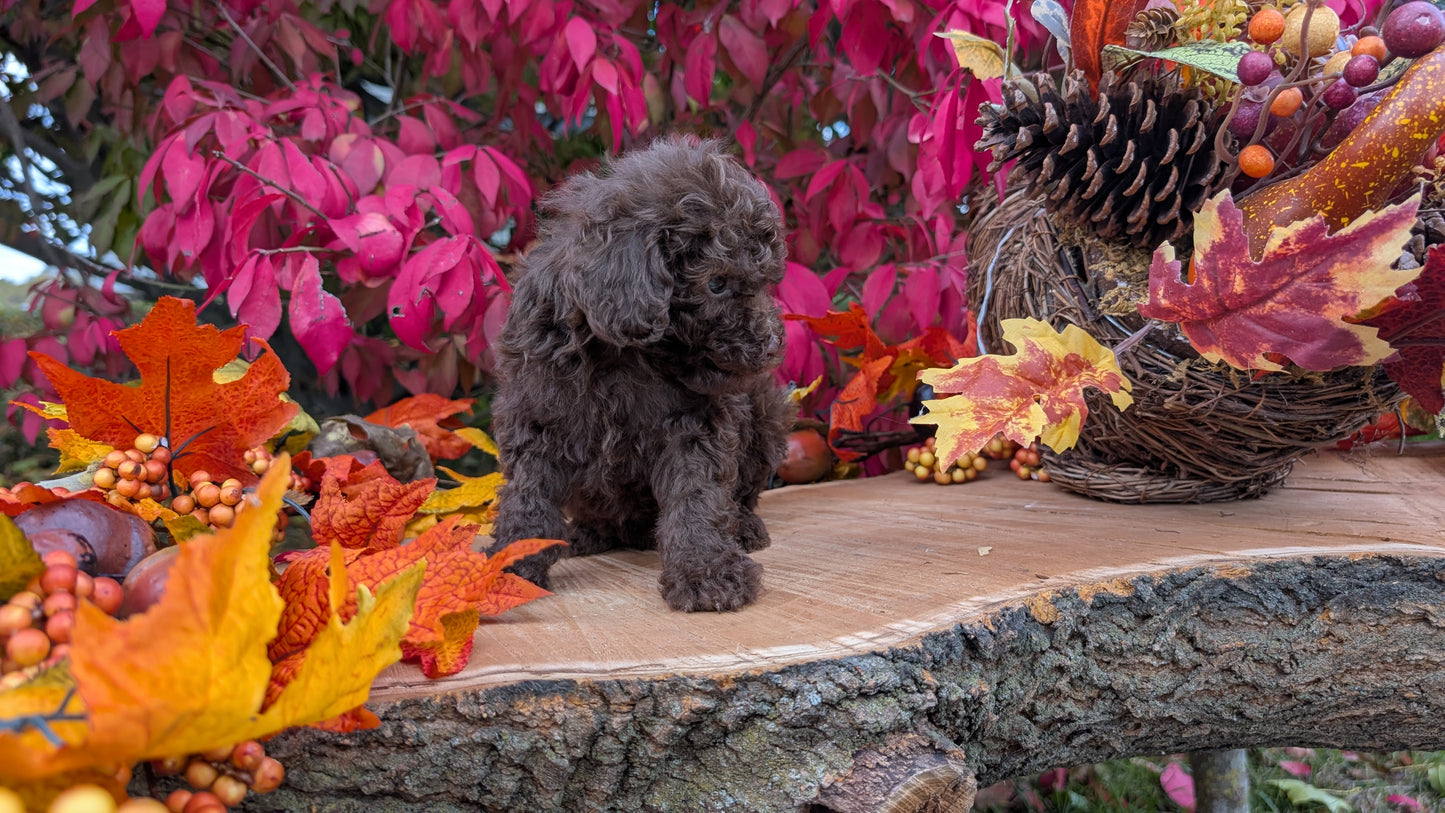 TOY POODLE (09/10) MALE