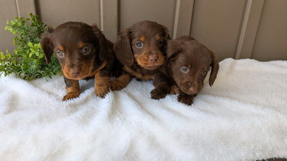 MINI DACHSHUND (02/21) FEMALE