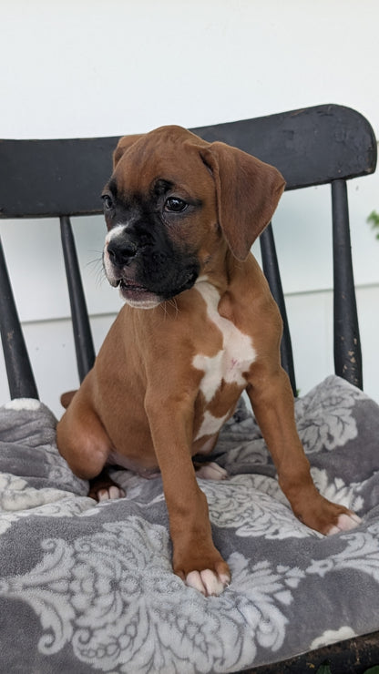 BOXER (JUN 11) MALES