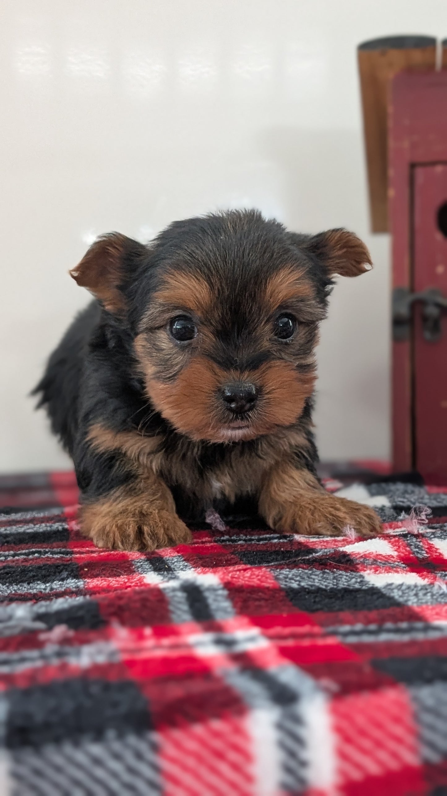 YORKSHIRE TERRIER (DEC 20) FEMALES