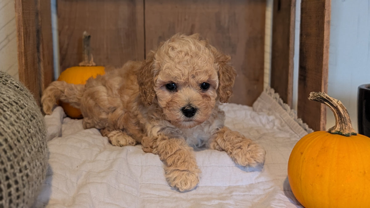 MINI POODLE (AUG 06) 5 FEMALES