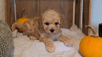 MINI POODLE (AUG 06) 5 FEMALES